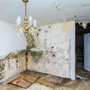 Mold Remediation